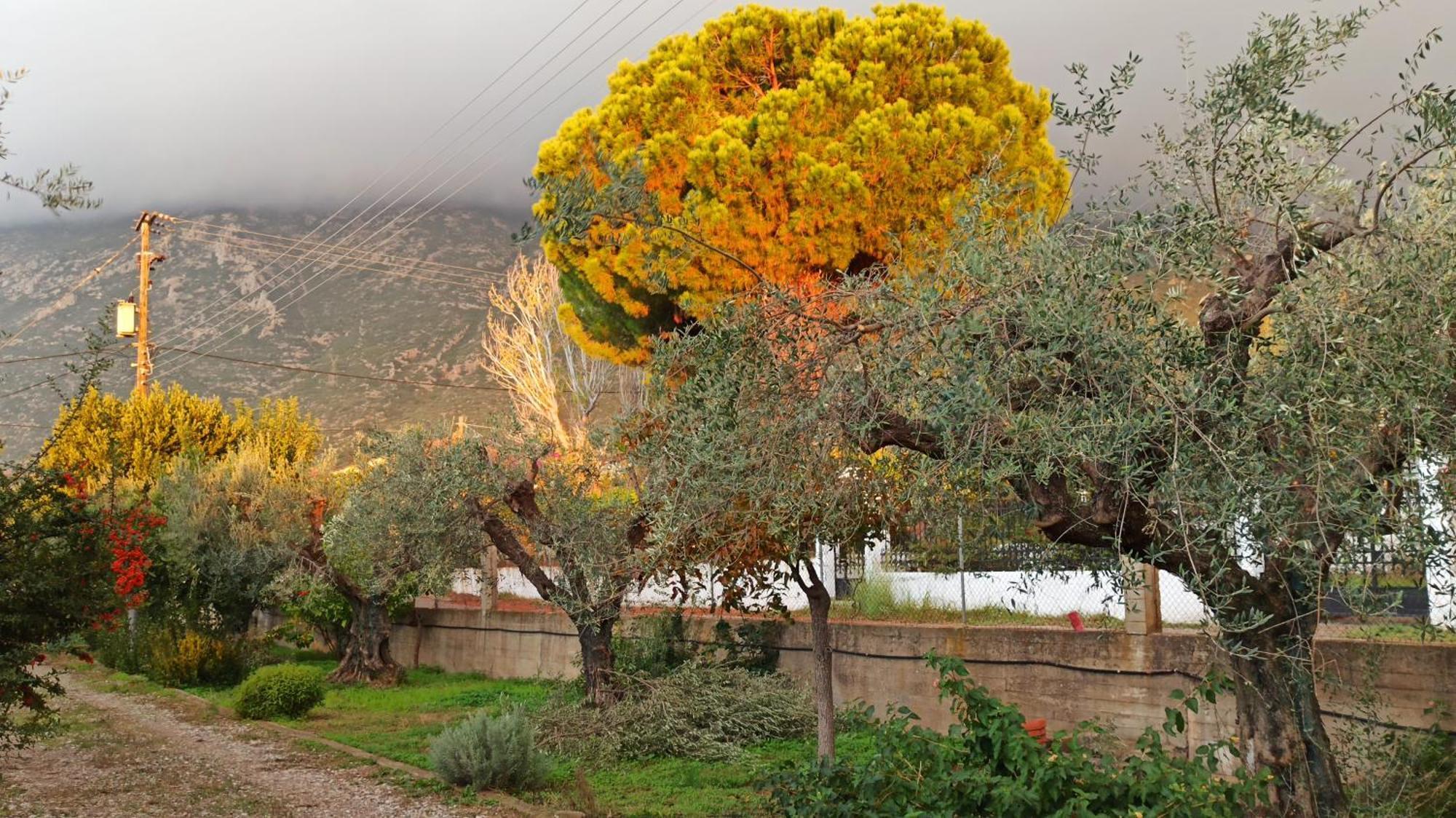 Nafpaktos Cottage By The Sea For Travelers And Dreamers! المظهر الخارجي الصورة